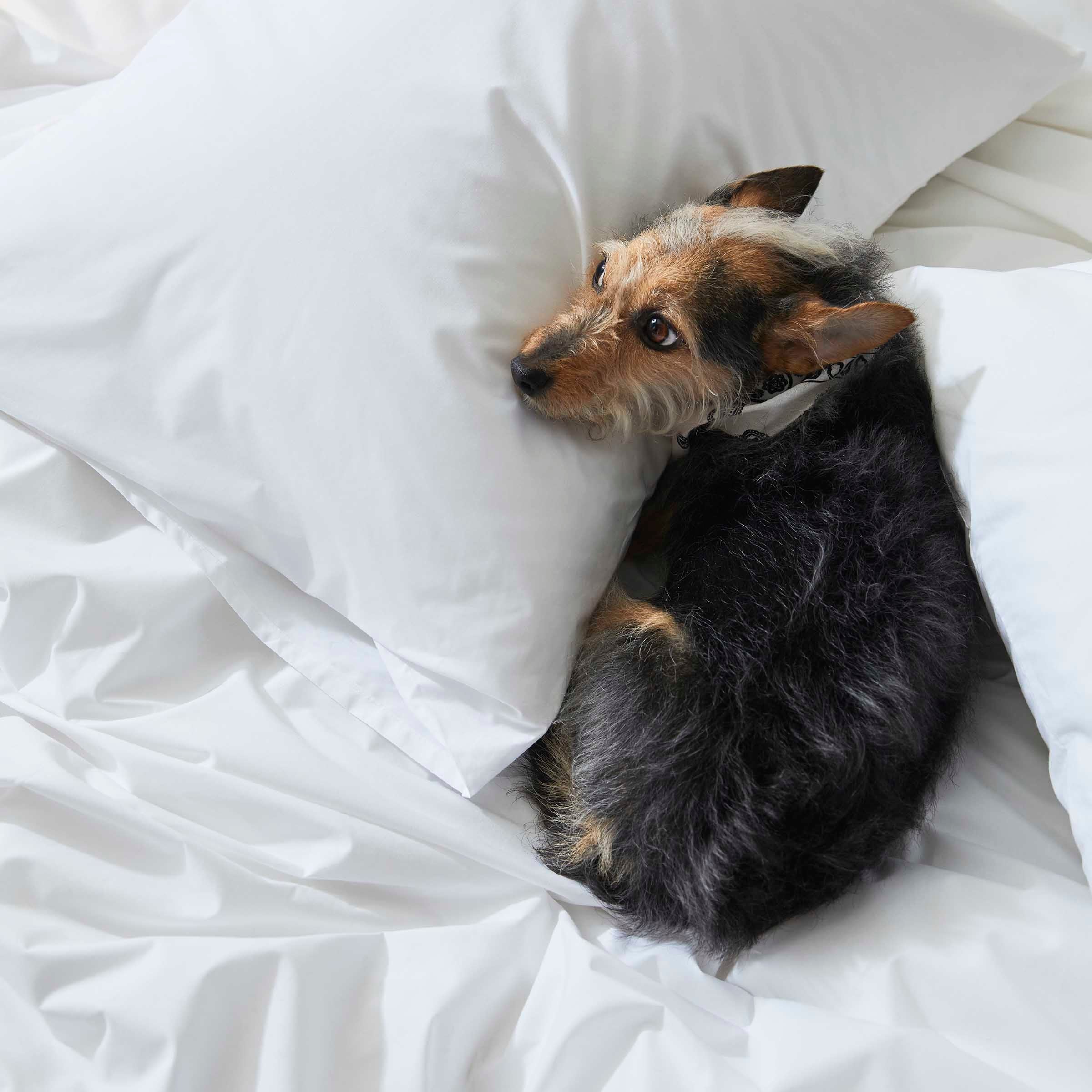 Classic Percale Duvet Cover F6