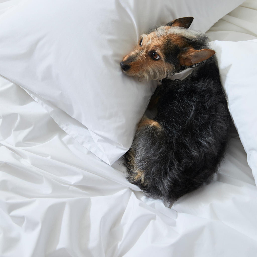 Classic Percale Core Sheet Set Q5