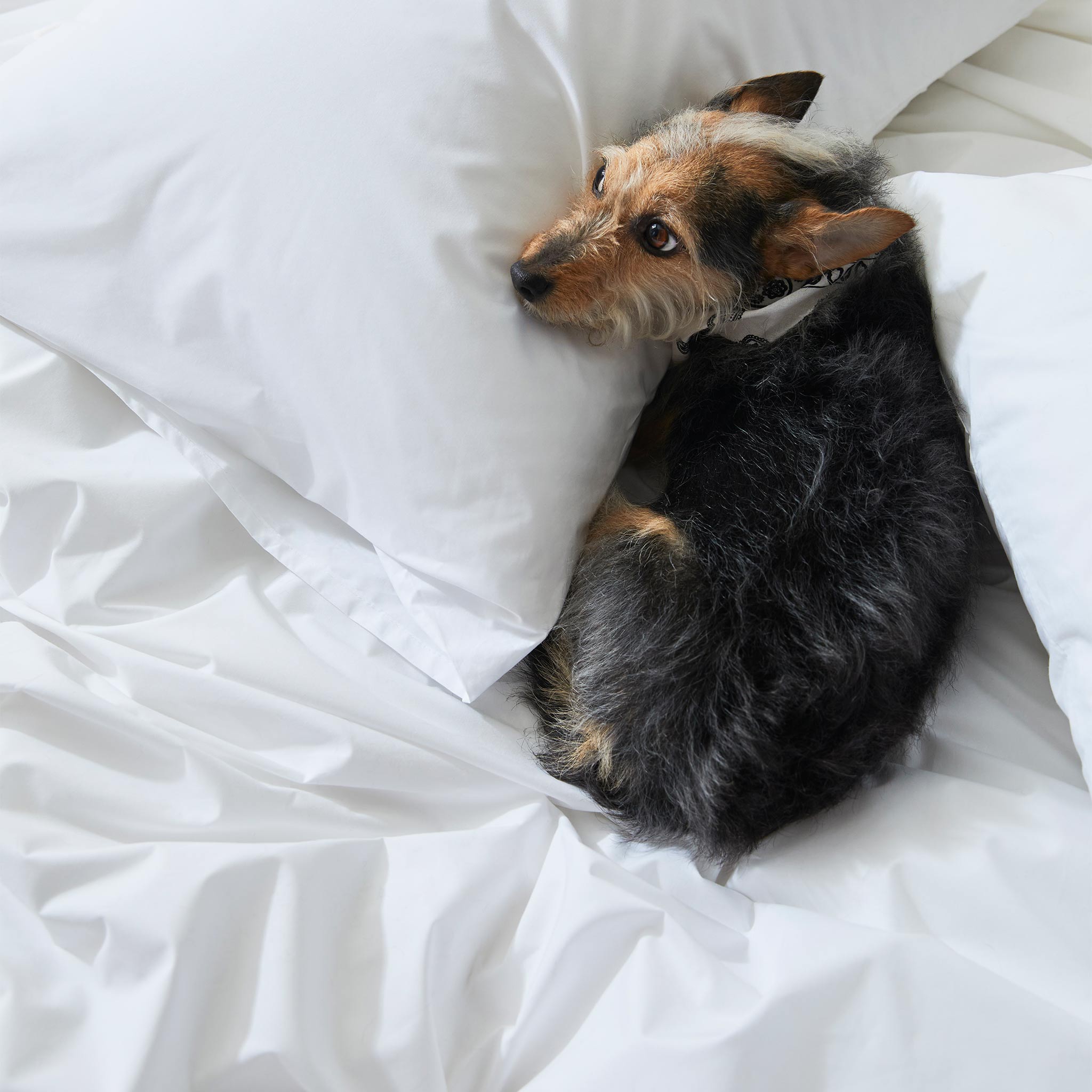 Classic Percale Core Sheet Set Q5
