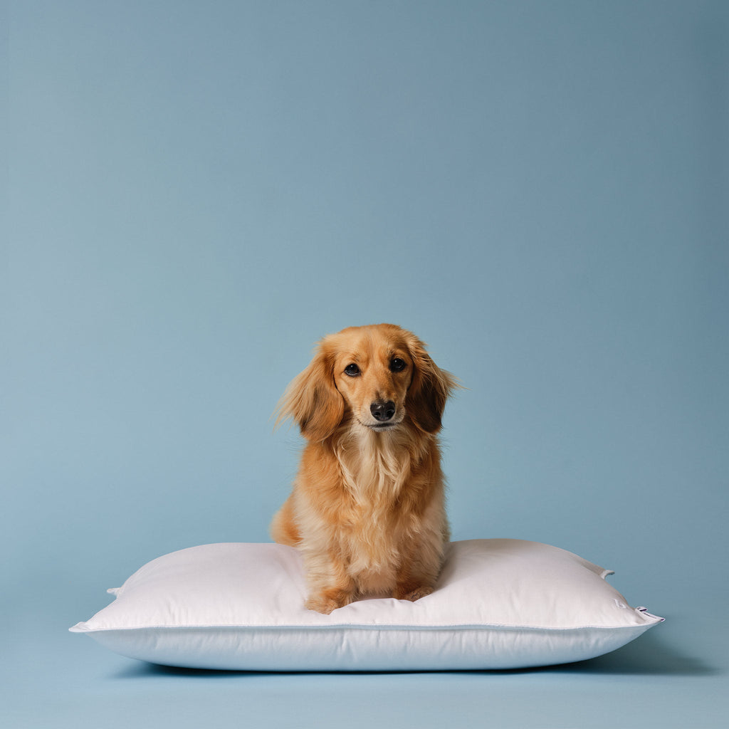Down Pillow Q9