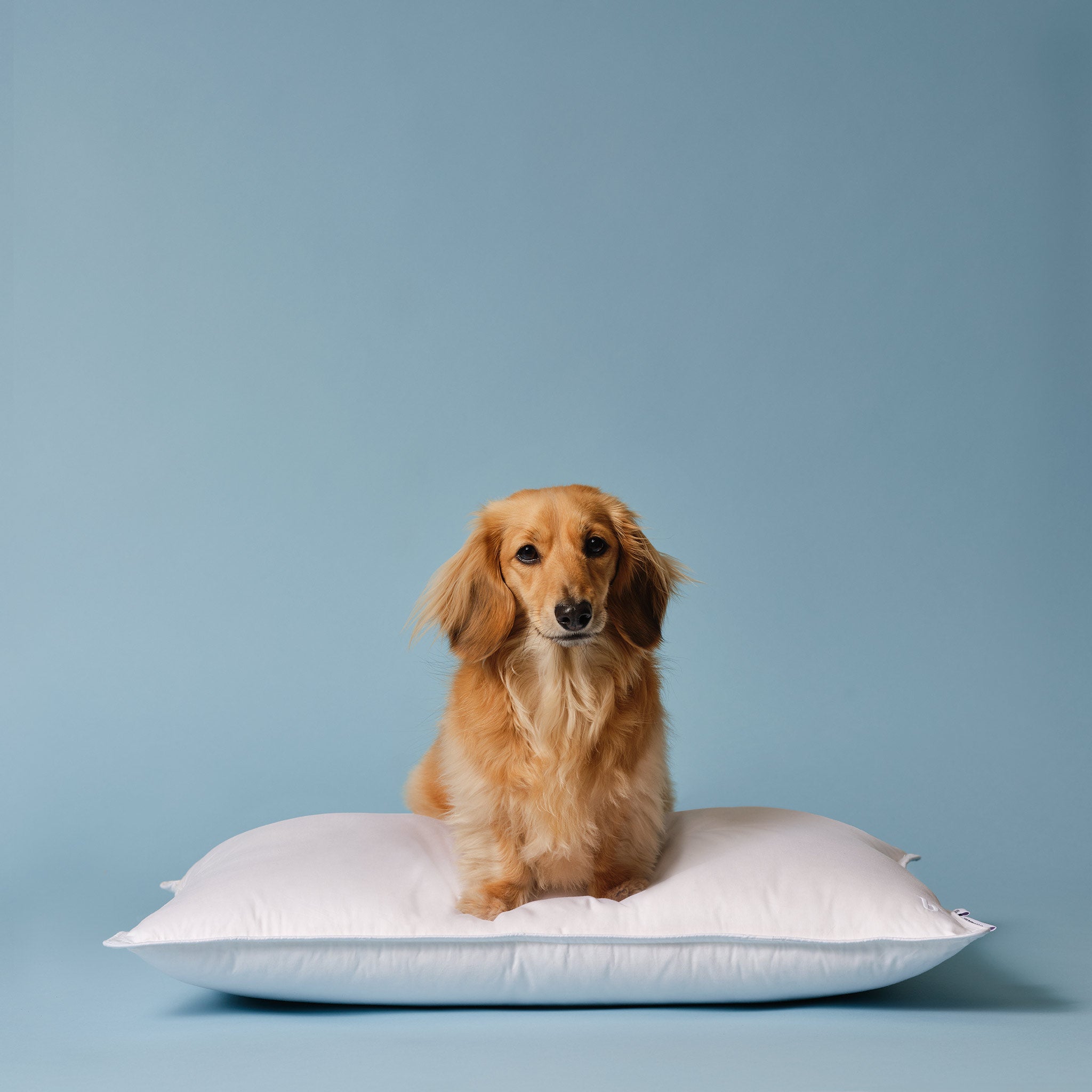 Down Pillow Q9