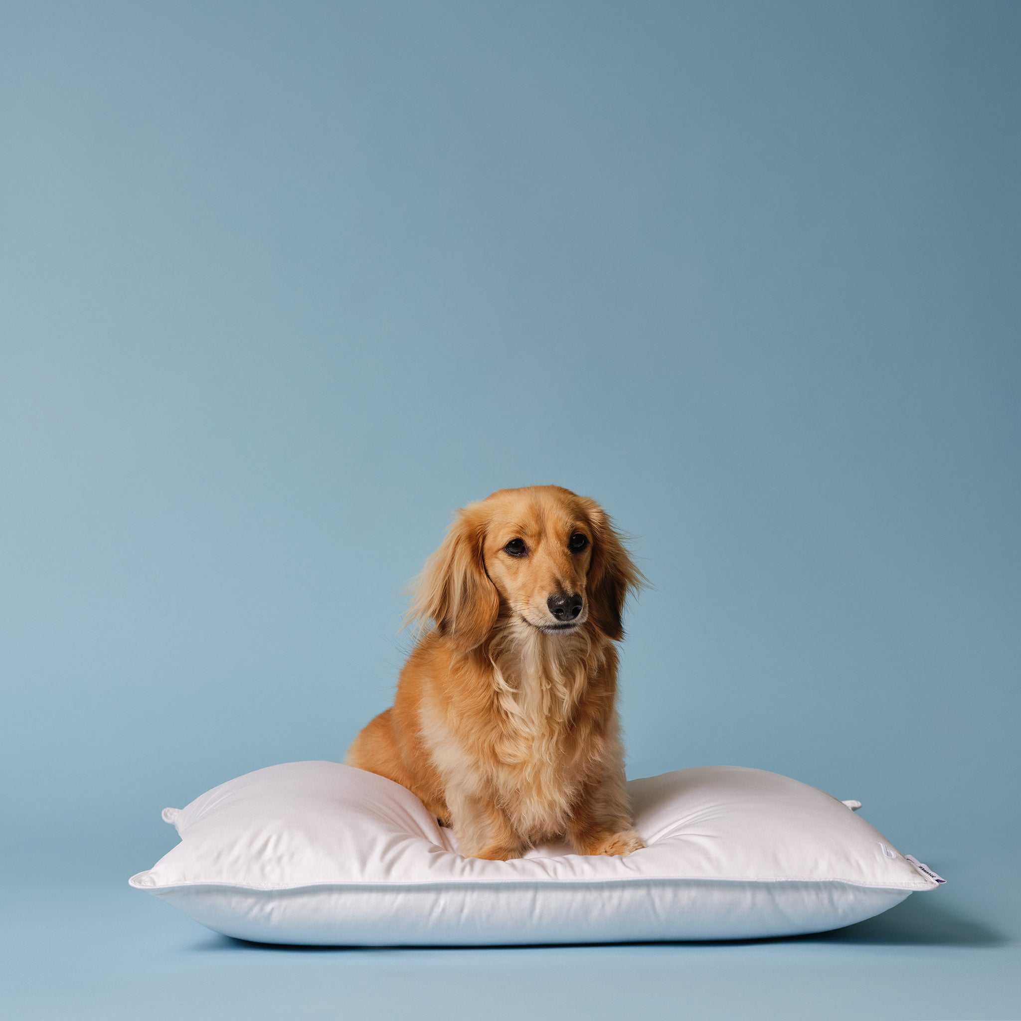 Down Pillow Q9